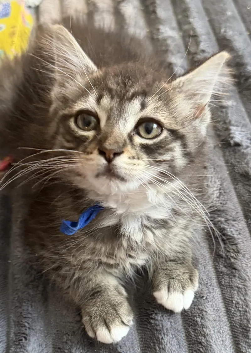 Zakai