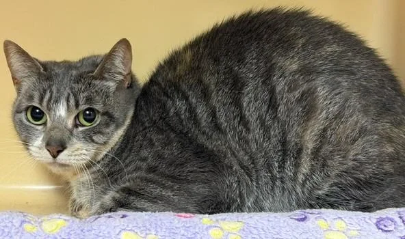 A young medium-sized female Domestic Short Hair cat named Amber Windsor for adoption in Windsor, CT