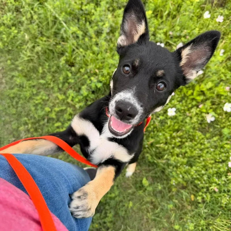 A baby medium-sized female Tricolor (Brown, Black, & White) Shepherd dog named Peachie for adoption in Brookeville, MD