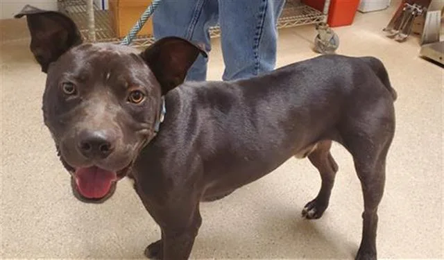 An adult medium-sized male Pit Bull Terrier dog named Duncan for adoption in Bakersfield, CA
