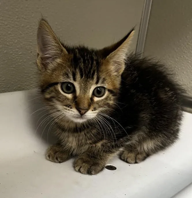 A baby small-sized male Domestic Medium Hair cat named Walter for adoption in Tracy, CA