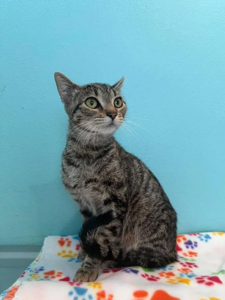 A baby medium-sized female Domestic Short Hair cat named FF Rori for adoption in Ashland, WI