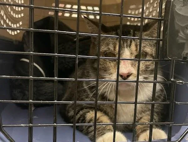 A senior small-sized female Domestic Short Hair cat named Ceylon Tea for adoption in Austin, TX
