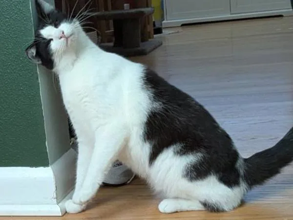 An adult medium-sized female Domestic Short Hair cat named Lilac for adoption in Portland, OR