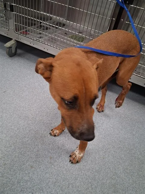 A young medium-sized male Red / Chestnut / Orange Pit Bull Terrier dog named Bourbon Urgent for adoption in Thousand Oaks, CA