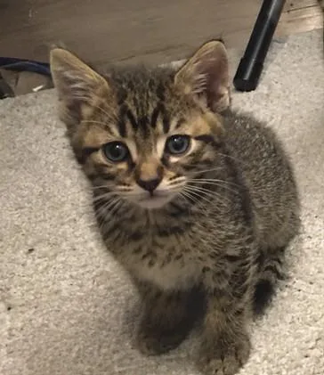 A baby small-sized male Domestic Short Hair cat named Bean for adoption in Olivette, MO