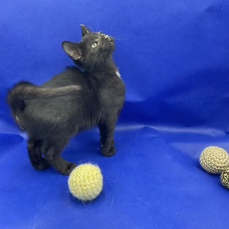 A baby small-sized male Black Domestic Short Hair cat named Apollo for adoption in Gonzales, LA