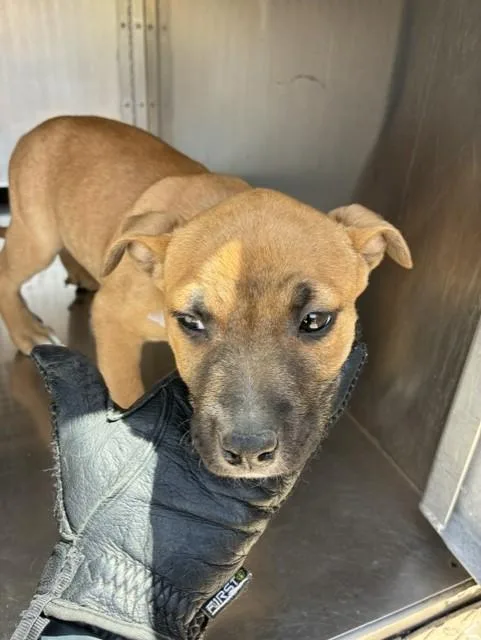 A baby large-sized female German Shepherd Dog dog named Tootsie for adoption in Phoenix, AZ