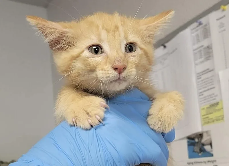 A baby medium-sized male Domestic Short Hair cat named Moose for adoption in Bolivar, MO