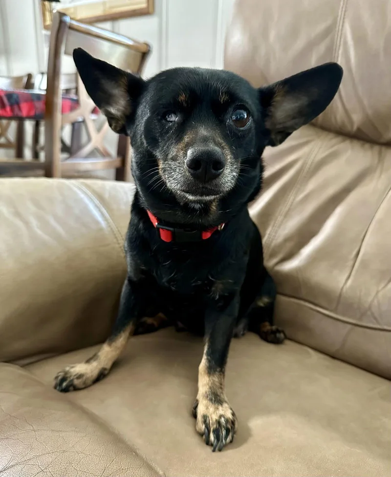 Pink Lonestar thumbnail 3