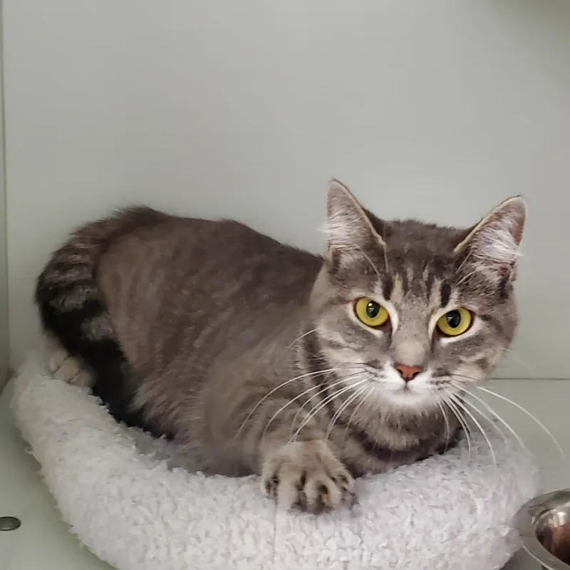 An adult medium-sized female Gray / Blue / Silver Domestic Short Hair cat named Angel for adoption in Beulah, MI