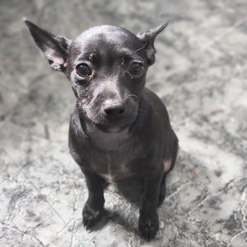 A baby small-sized female Black Chihuahua dog named Riot for adoption in Othello, WA