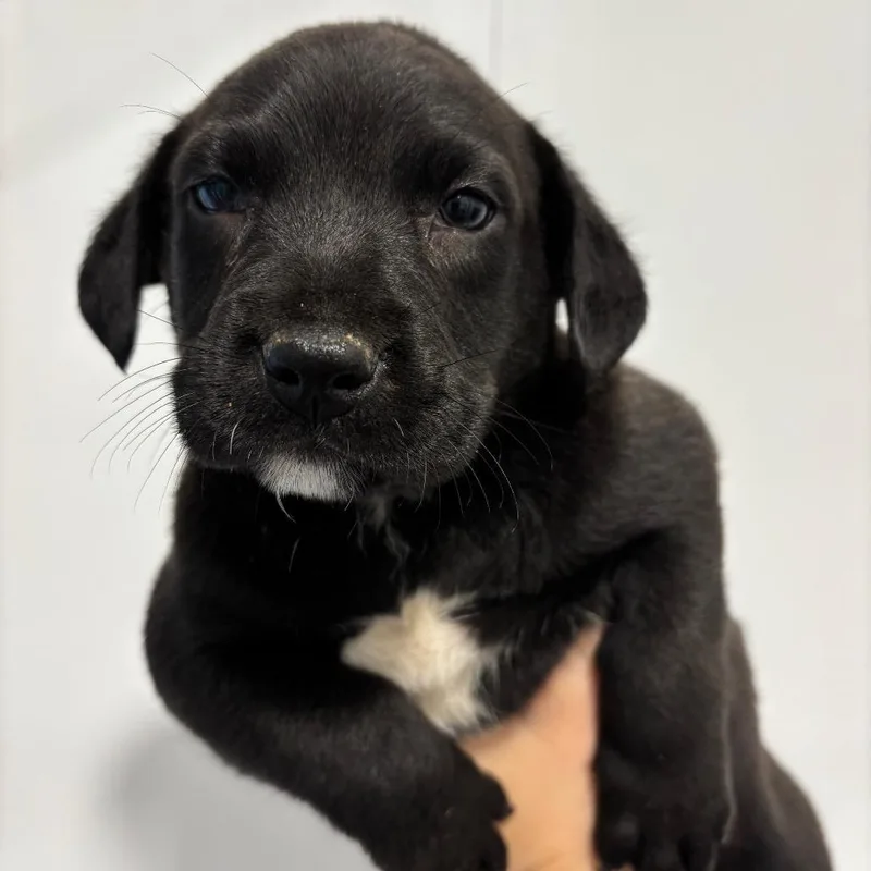 A baby small-sized male Black Retriever dog named Theodore for adoption in Greenville, SC