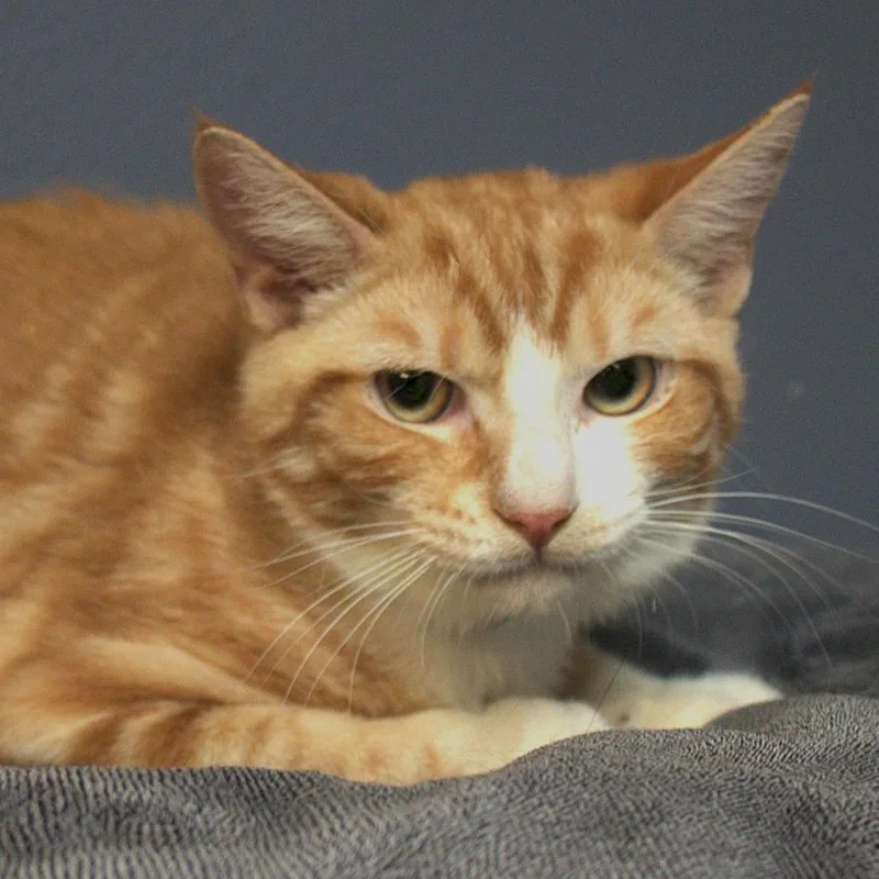 Rootin Tootin Cowboy