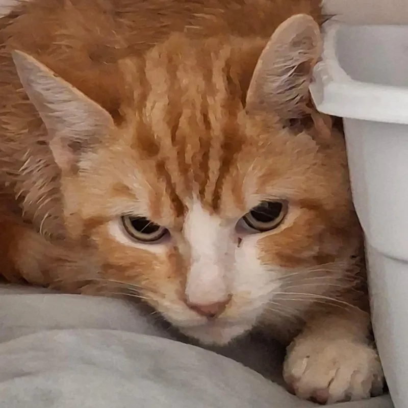 Rootin Tootin Cowboy thumbnail 2