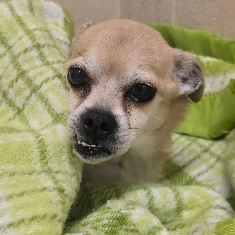 A senior small-sized male Yellow / Tan / Blond / Fawn Chihuahua dog named Sparky for adoption in Columbia, MO