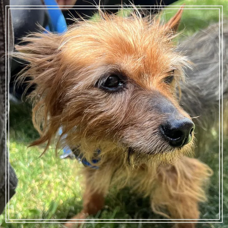 A senior small-sized male Brown / Chocolate Mixed Breed dog named Roger for adoption in Pittsburgh, PA