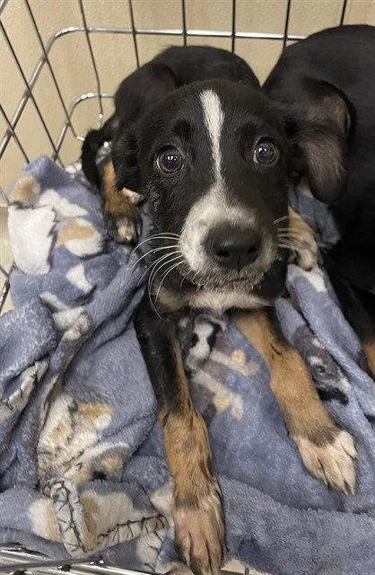 A baby large-sized male Black and Tan Coonhound dog named Cory for adoption in Clyde, NC