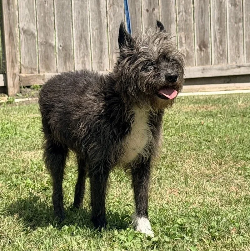 A senior small-sized female Gray / Blue / Silver Cairn Terrier dog named Nora for adoption in Wharton, TX