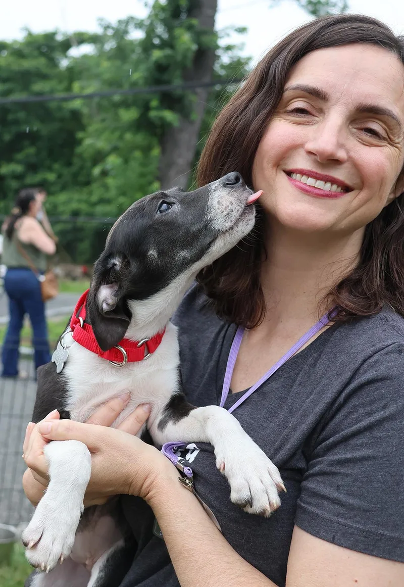 A young medium-sized female Beagle dog named Sophia for adoption in Harrison, NY