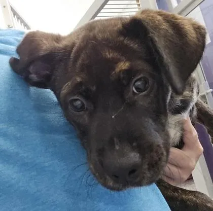 A baby medium-sized male Retriever dog named Dodge for adoption in East Brookfield, MA