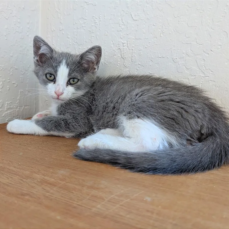 A baby small-sized male Gray / Blue / Silver Domestic Short Hair cat named Fred for adoption in Pleasant Hill, CA