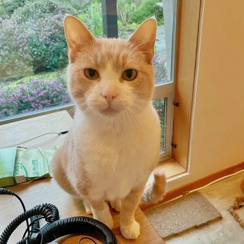 Tbone Flapjack thumbnail 3