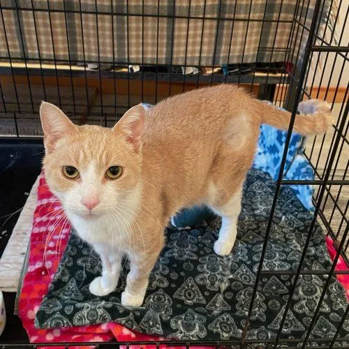 Tbone Flapjack thumbnail 4