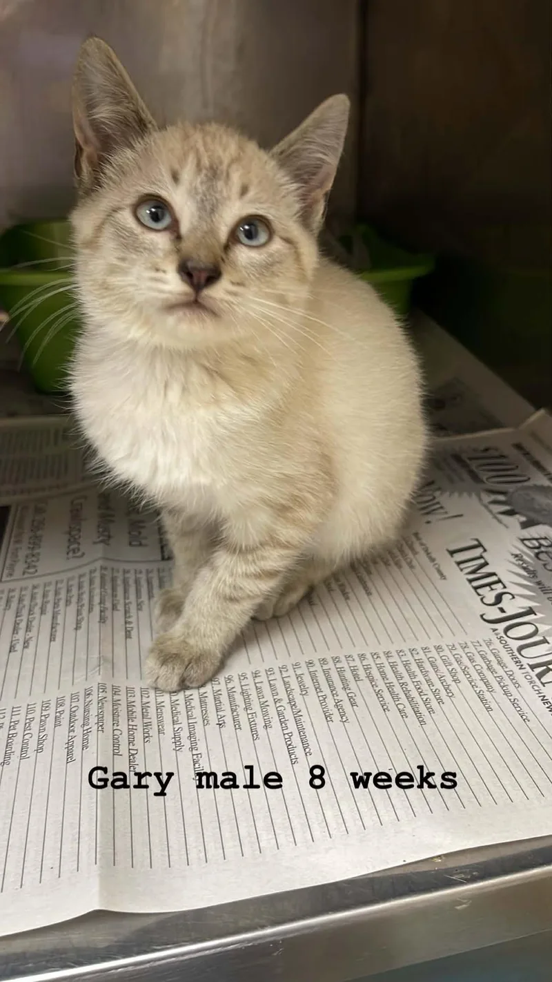 A baby medium-sized male Buff / Tan / Fawn Domestic Medium Hair cat named Gary for adoption in Fort Payne, AL