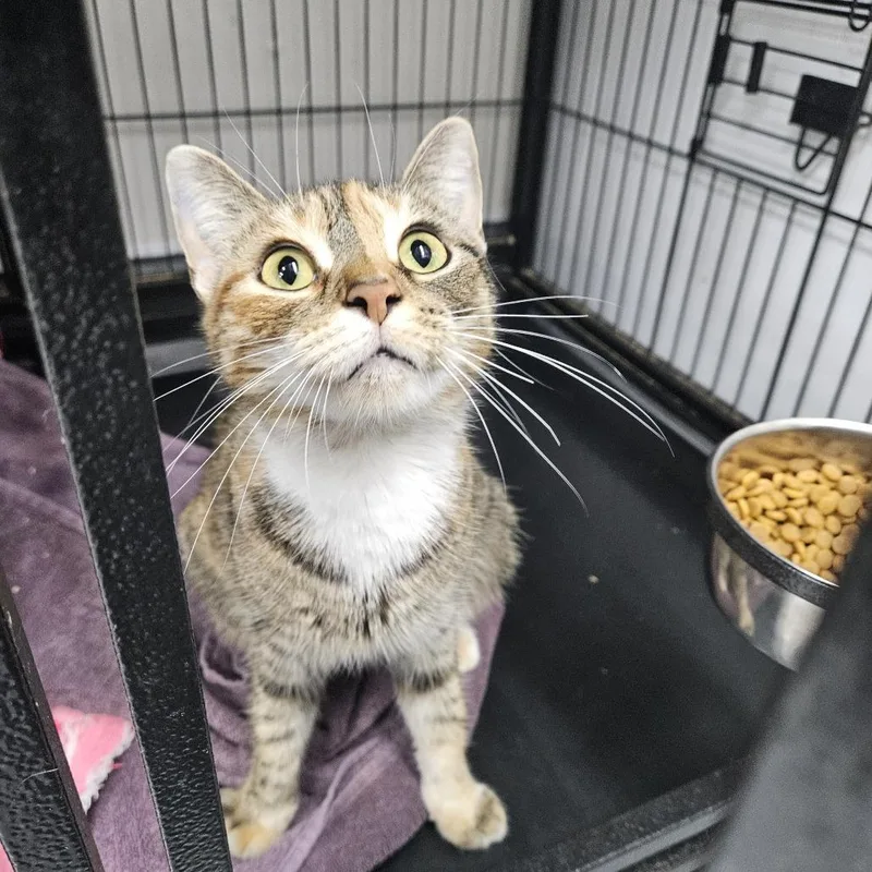 An adult medium-sized female Calico Domestic Short Hair cat named Stardust for adoption in Ridgely, MD