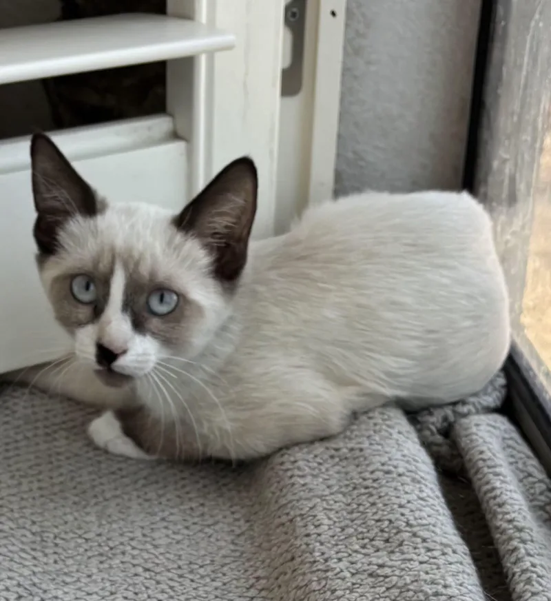 A baby small-sized female White Snowshoe cat named Maddy for adoption in Gilbert, AZ