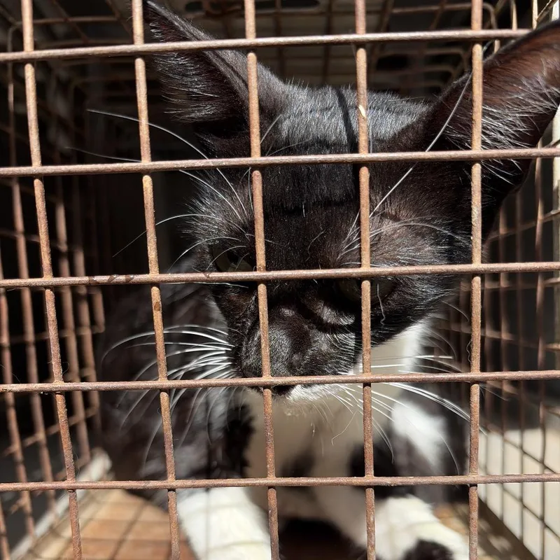 An adult medium-sized female Domestic Short Hair cat named Bianca for adoption in Edinburg, TX