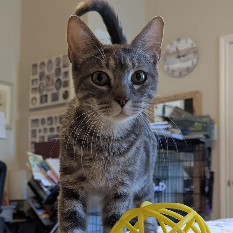 A young medium-sized male Gray / Blue / Silver Domestic Medium Hair cat named Kane for adoption in San Antonio, TX