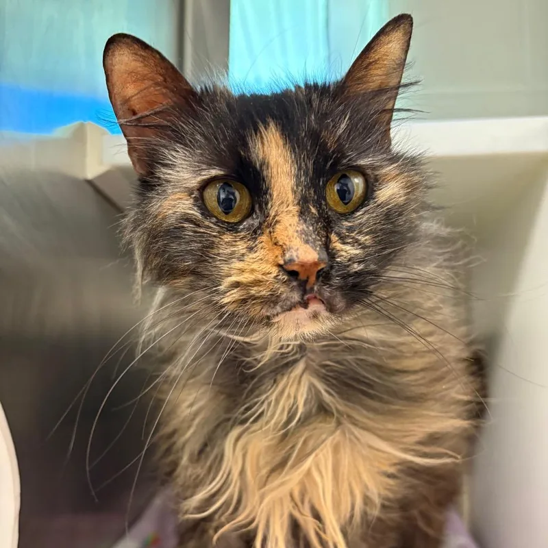 A senior medium-sized female Black Domestic Medium Hair cat named Bella for adoption in Fairport, NY