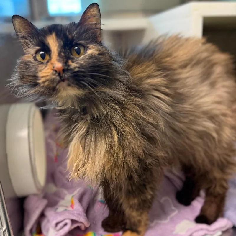 Bella thumbnail 2