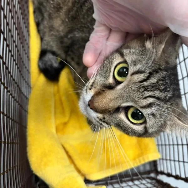 An adult small-sized female Domestic Short Hair cat named Marge for adoption in Des Moines, IA