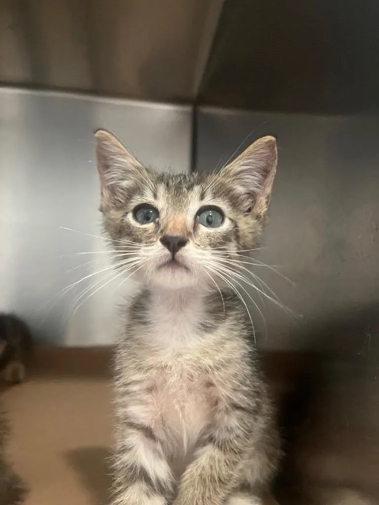 A baby small-sized male Domestic Short Hair cat named Hoyt for adoption in Cartersville , GA