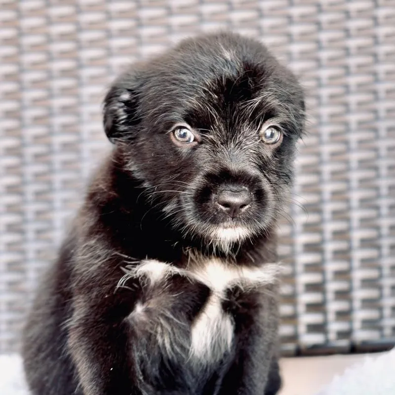 A baby medium-sized female Border Collie dog named Moo Shu for adoption in San Diego, CA