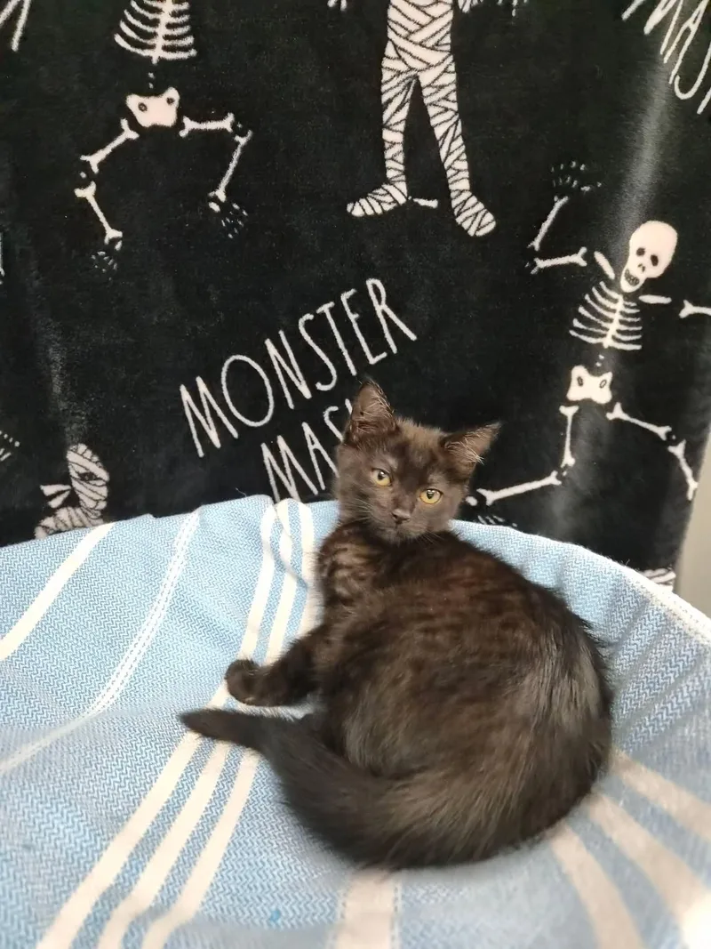 An adult medium-sized female Domestic Short Hair cat named Crackle for adoption in Moundsville, WV