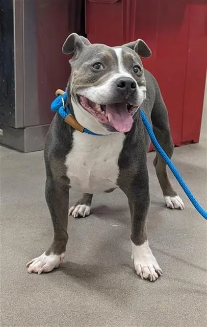 An adult medium-sized male Pit Bull Terrier dog named Walter for adoption in Upper Marlboro, MD