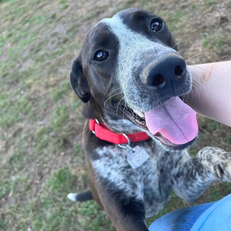 An adult medium-sized female Brown / Chocolate Mixed Breed dog named Stevie Nicks for adoption in Chattanooga, TN
