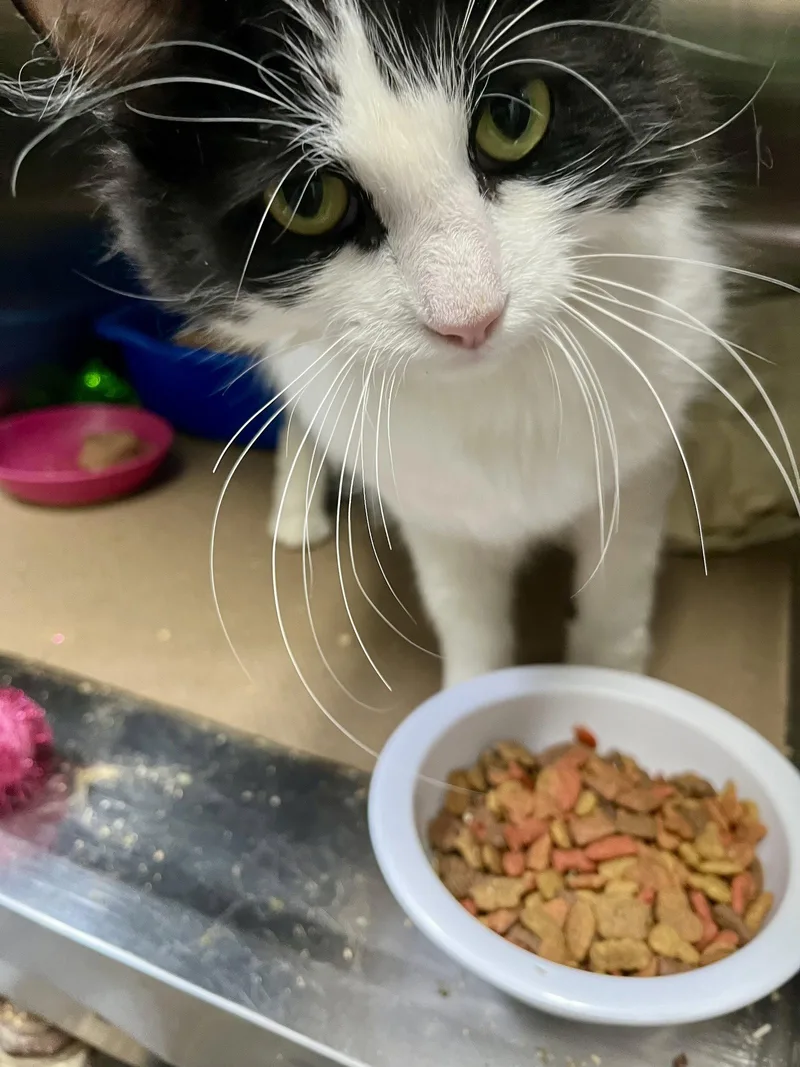A young medium-sized female Black & White / Tuxedo Domestic Short Hair cat named Natasha for adoption in Trenton, NJ