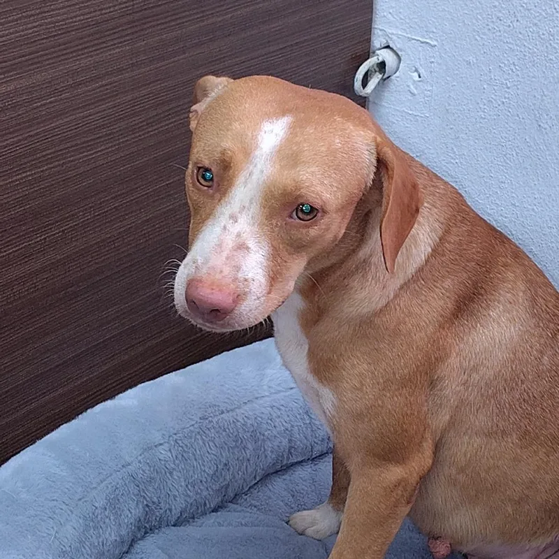 A young medium-sized female Mixed Breed dog named Bambi for adoption in Vieques, PR