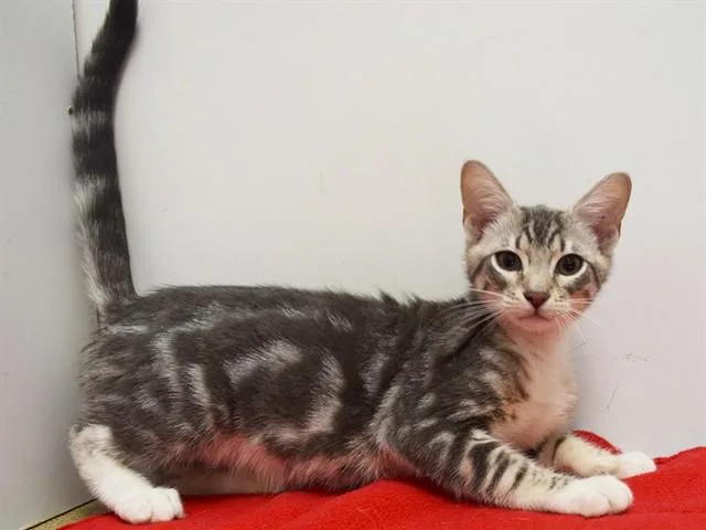 A baby small-sized male Domestic Short Hair cat named Junior for adoption in Sacramento, CA