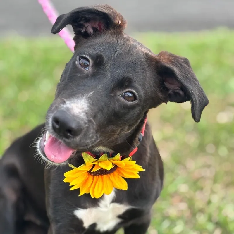 A baby small-sized female White / Cream Black Labrador Retriever dog named Mia for adoption in New York, NY