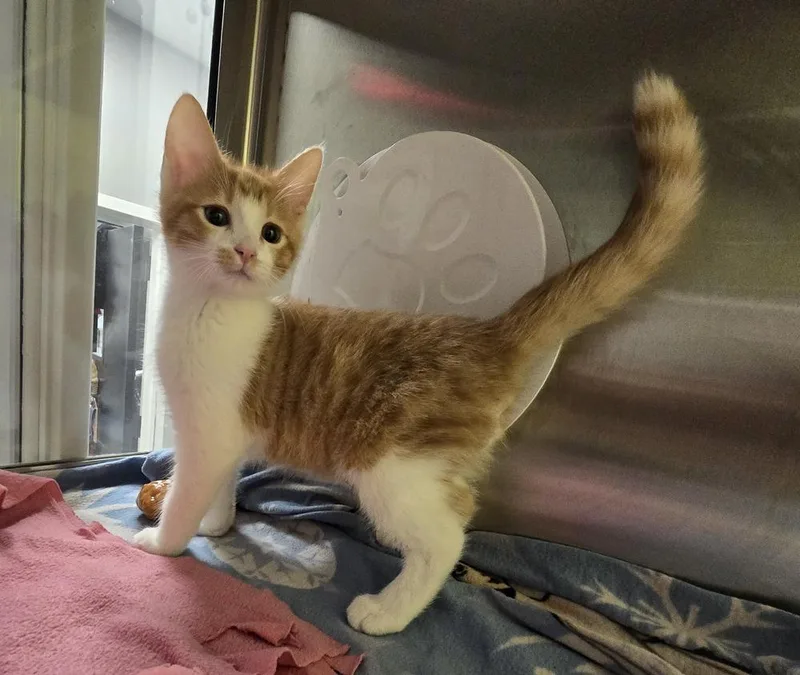 A baby small-sized male Orange & White Domestic Short Hair cat named Freddie for adoption in Dickson, TN
