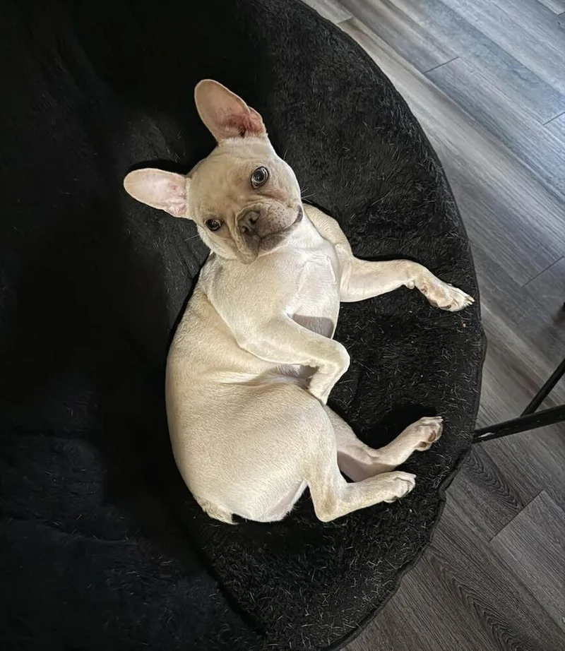 A young small-sized female White / Cream French Bulldog dog named Roxy for adoption in Madison, WI
