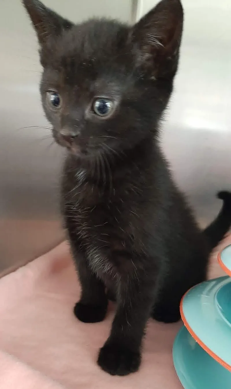 A baby medium-sized male Black Domestic Short Hair cat named Mickey for adoption in Georgetown, OH