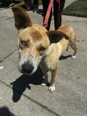 An adult large-sized female Australian Cattle Dog / Blue Heeler dog named Sally for adoption in Salinas, CA