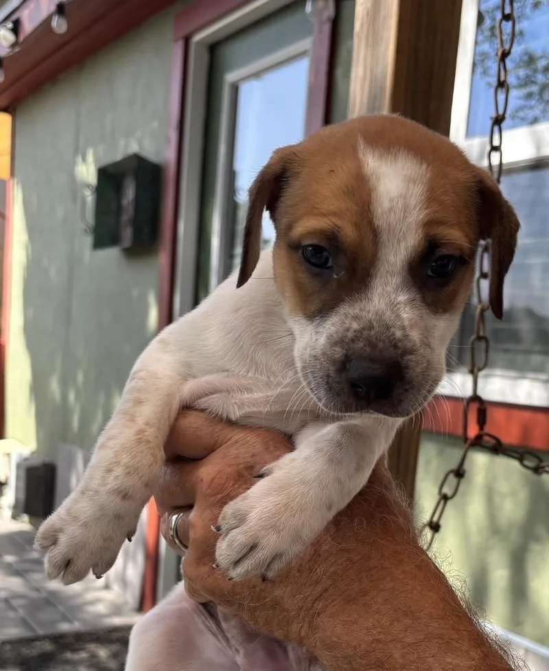 A baby small-sized male Australian Shepherd dog named Arthur for adoption in New Braunfels, TX